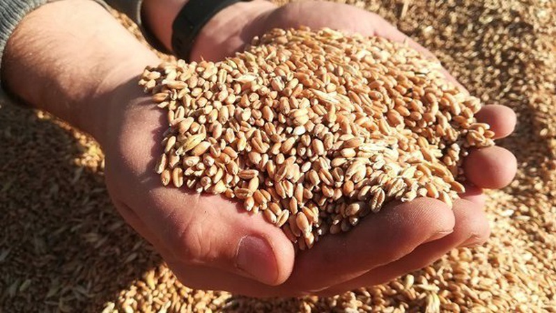 У Туреччині заявили про можливість вивезти українське зерно