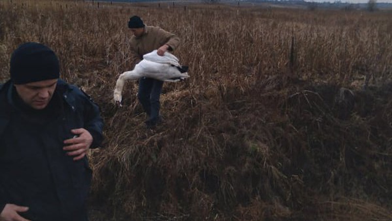 У Нововолинську на ставку застрелили лебедя. ФОТО 18+