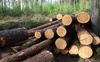 На Волині судитимуть лісоруба за незаконно зрізані 163 дерева