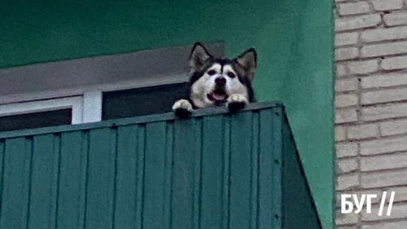 Пес шість годин вив: у Нововолинську власники закрили на балконі собаку