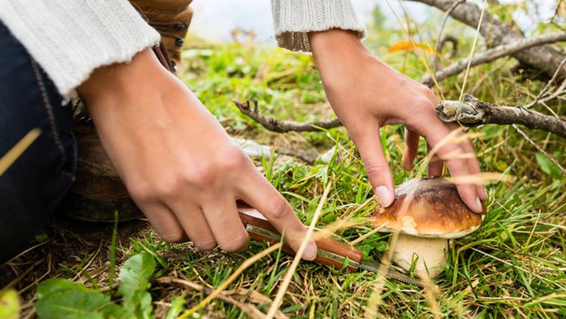 Сезон грибів в Україні: заходи запобігання отруєнню грибами