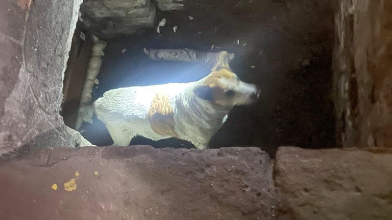 З підвалу багатоповерхівки Ковеля врятували собаку