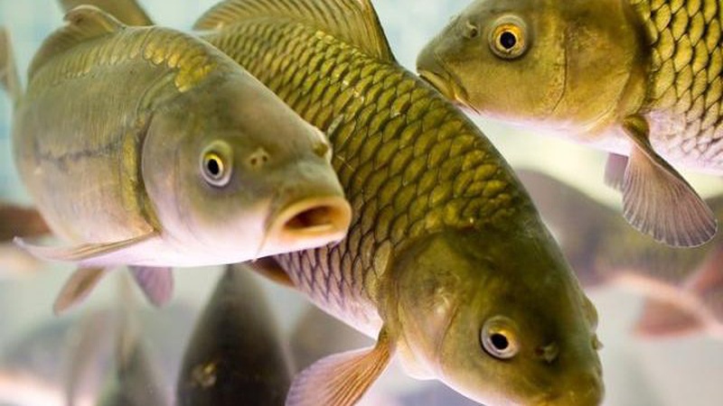 На Волині з 1 листопада заборонять вилов риби в зимувальних ямах