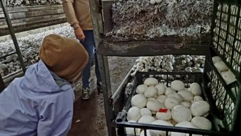 В Україні вирощують гриби-велетні