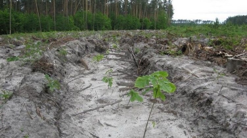 На Поліссі заліснили понад 7 тисяч гектарів