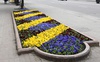В Луцьку планують посадити 150 тисяч саджанців квітів