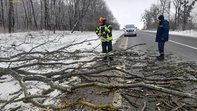 На дорогу Луцьк – Устилуг впало дерево. ФОТО