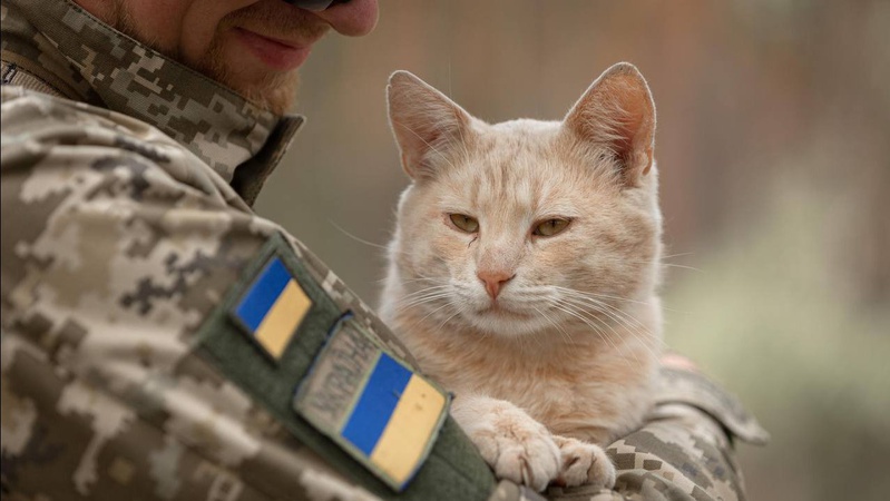 Ще один чотирилапий «захисник»: бійці показали військового кота «Сметану»