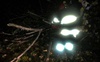 Вночі луцькі рятувальники звільнили дорогу від поваленого вітром дерева
