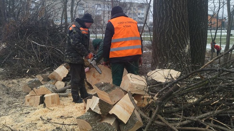 Гілки на щепу, стовбури на дрова: у Луцьку ріжуть аварійні дерева