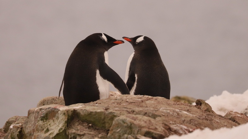 Українські полярники показали фото закоханих пінгвінів
