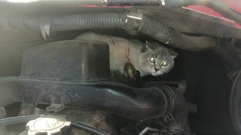 У Луцьку визволили кота, який застряг під капотом автомобіля