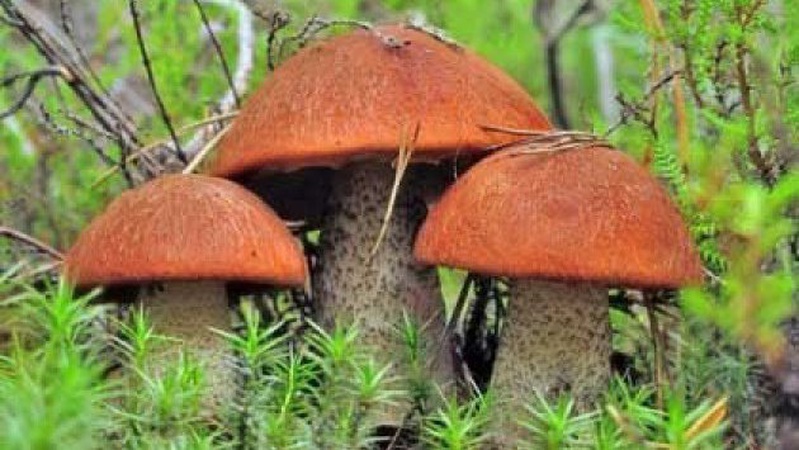 На Волині виявили гриби з радіацією