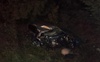 На трасі біля Луцька легковик врізався у фуру: загинув 34-річний лучанин