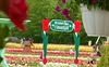 Квітковий фестиваль «Волинська Голландія» продовжили
