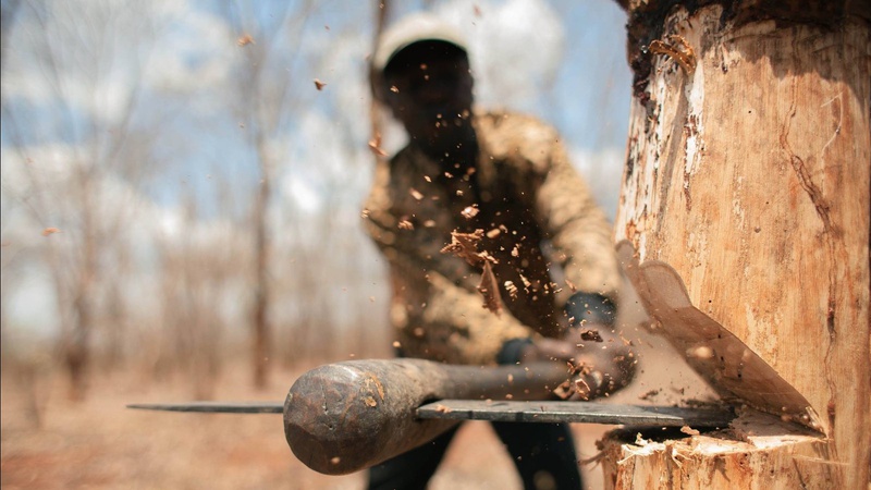 Волинянин відшкодував понад 100 тис. гривень за незаконну порубку дубів у «Цуманській пущі»