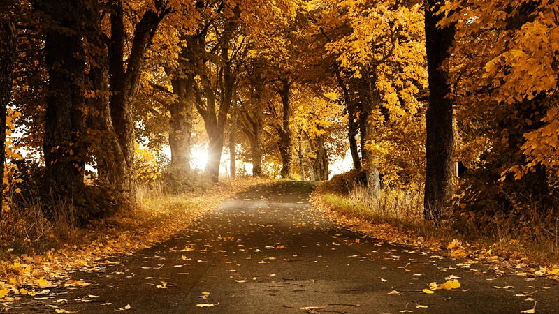 Волинянам розповіли, чому восени жовтіє листя на деревах