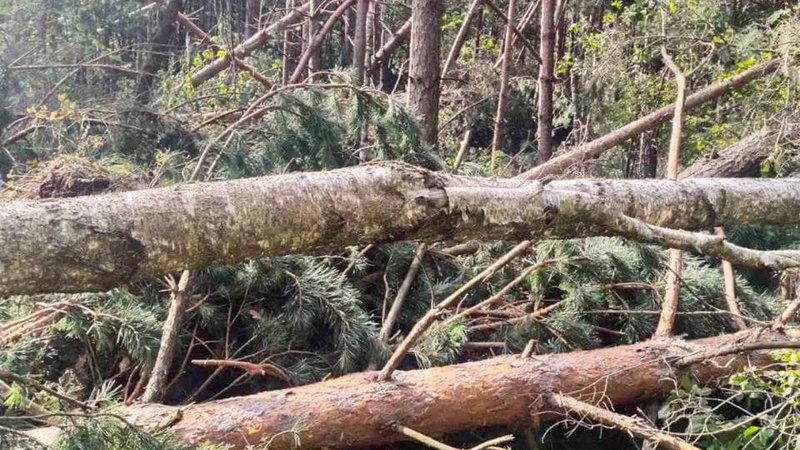 Пошкоджено понад 100 га лісу: лісівники Волині готуються до ліквідації наслідків бурелому