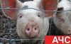 На Волині знову зафіксований випадок африканської чуми свиней