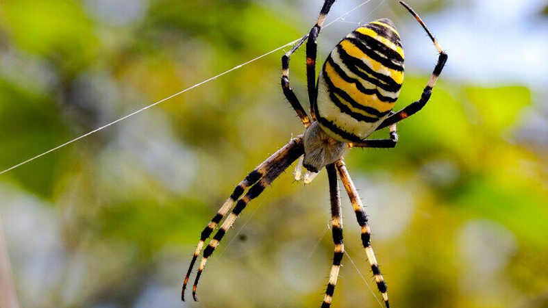 Отруйний павук-оса «замешкав» на Волині