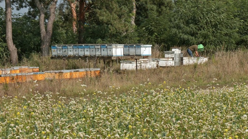 Пасічник з Волині тримає на засіяних сидератами полях 140 бджолиних сімей