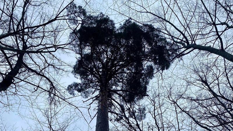 Заготовляв у лісі дрова: деталі трагедії в якій загинув 22-річний волинянин