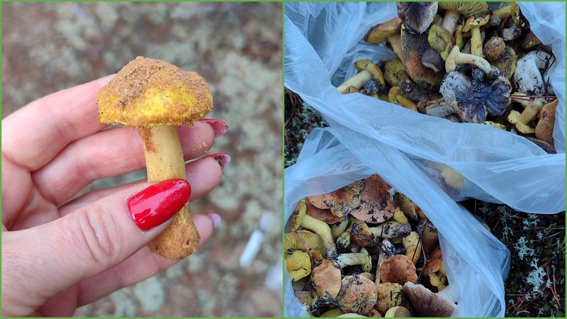 Волиняни навіть у грудні збирають гриби в лісі