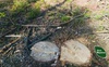 У лісі на Волині виявили 90 пеньків свіжозрубаних дерев. Фото