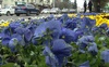 У Луцьку комунальники висадять 40 тисяч квітів