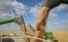 Українські аграрії б’ють на сполох: додаткові правила можуть призвести до зупинки експорту зерна