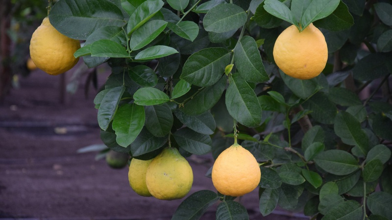 На Волині взимку вирощують лимони
