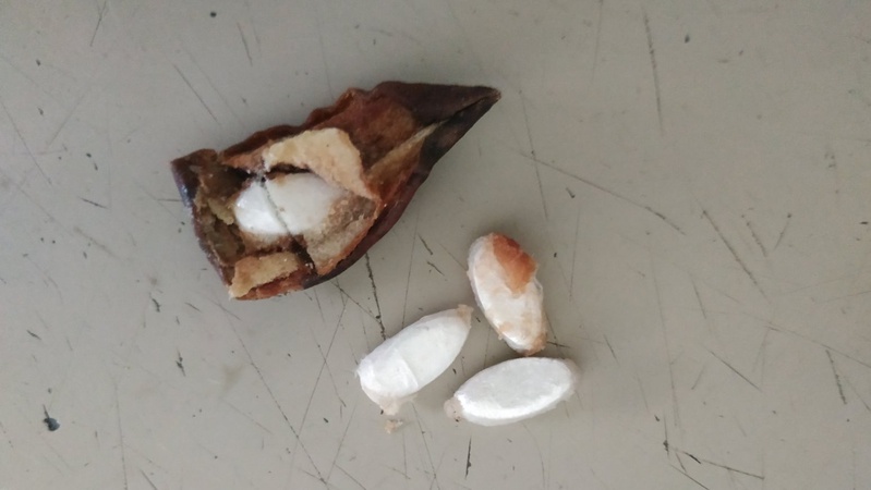 Сухофрукти з «сюрпризом»:  у Луцькому СІЗО виявили смаколики з наркотиками