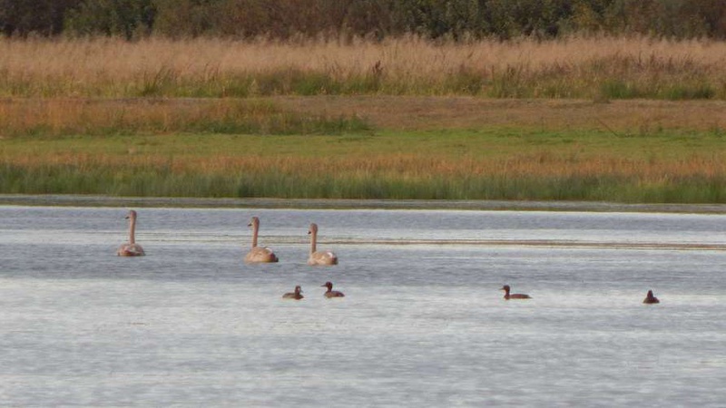 На волинському озері лишились зимувати лебеді