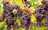 На Волині сотні сортів винограду вирощує Віктор Вітомський з Кременця. ВІДЕО