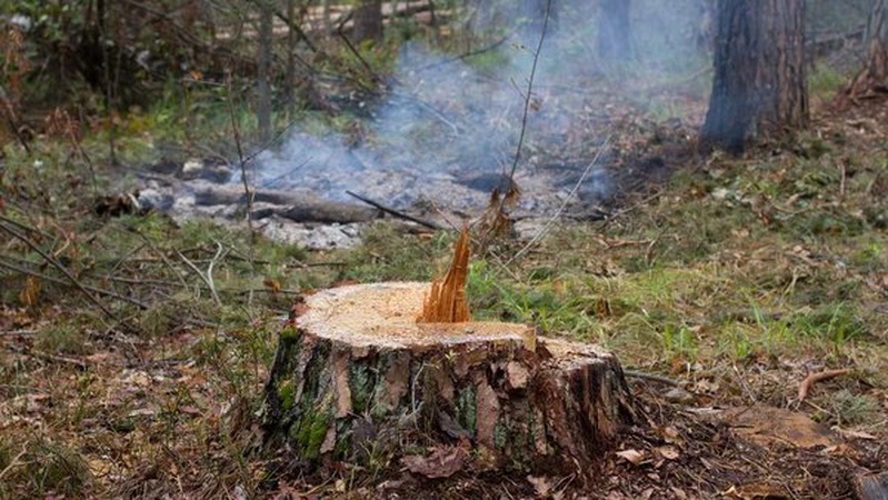Волинянина судитимуть за крадіжку деревини в Національному парку