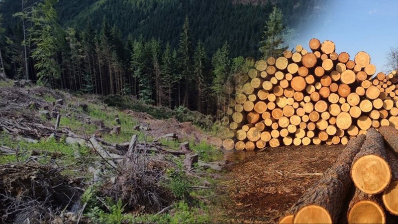 На Волині незаконно вирубали ліс на 777 тисяч гривень