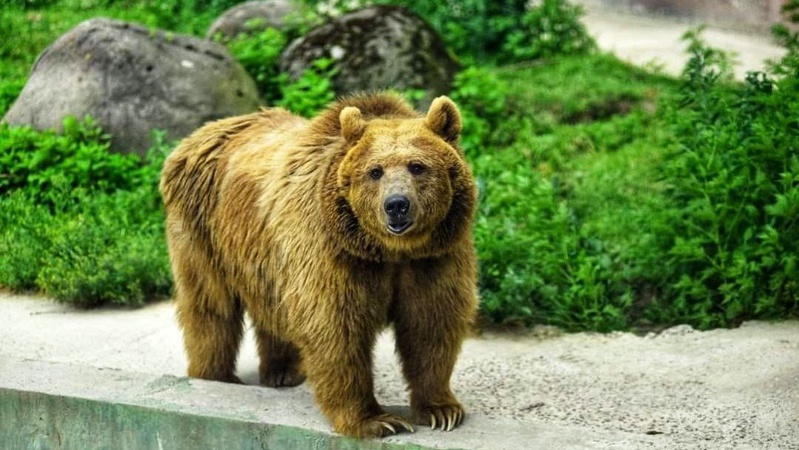 У Луцькому зоопарку розповіли цікаві факти про ведмедів