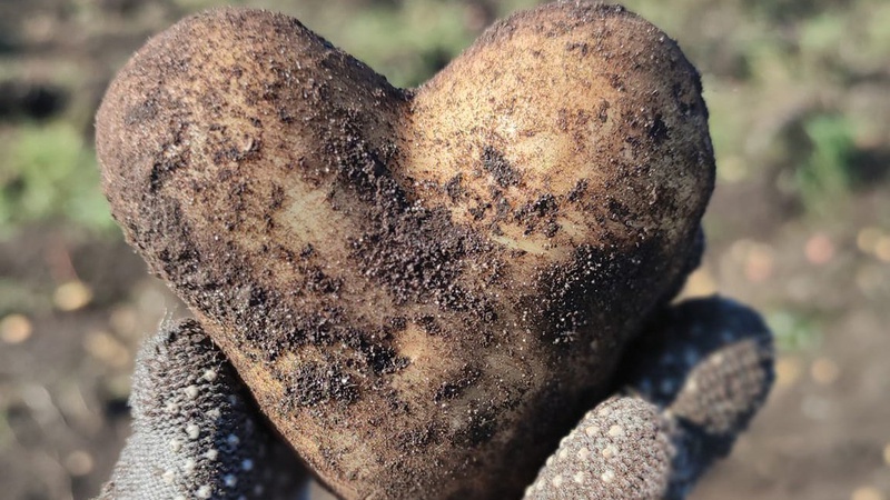 На Волині викопали картоплину у формі серця