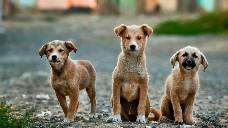 Бродячих собак на Рівненщині відловлять та відвезуть до Луцька