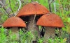 На Волині виявили гриби з радіацією
