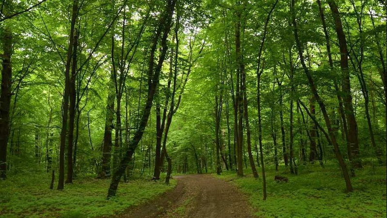 Волинська прокуратура наполягає на поверненні державі земель лісового фонду вартістю 2,9 мільярда гривень