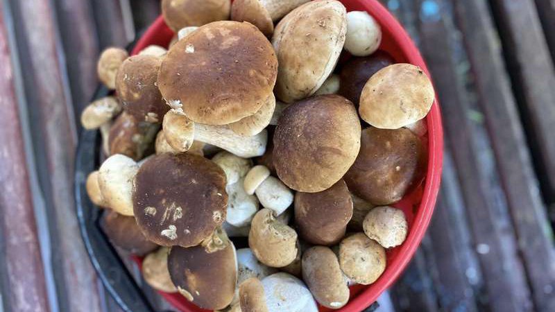 Волинянка знайшла 120 білих грибів за три години. ФОТО