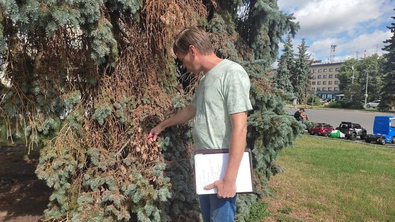 Комахи, кліщі, короїди, грибок: фітопатолог оглянув найбільш уражені ділянки дерев у Луцьку