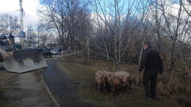У Луцьку посеред дороги свині потрапили в ДТП. ВІДЕО