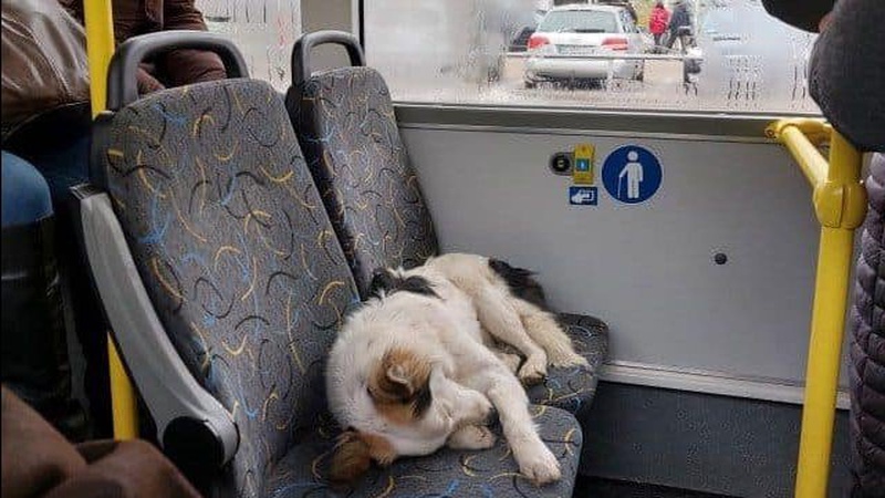 У Луцьку в громадському транспорті їздить «кудлатий пасажир»