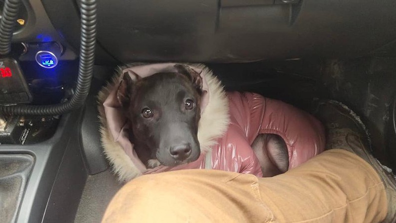 Пес загубився в Маріуполі: матір полоненого лучанина знайшла собаку сина