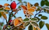 Волинські синоптики попереджають про заморозки: прогноз погоди на завтра, 22 вересня