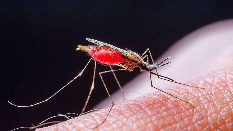 У ВООЗ затвердили першу у світі вакцину проти малярії