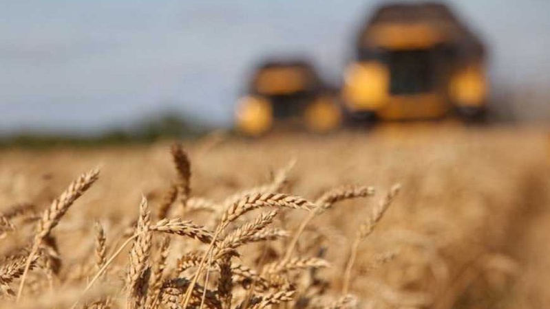 Близько 70 тисяч тонн зерна нового врожаю росіяни відібрали у фермерів Луганщини і вивезли