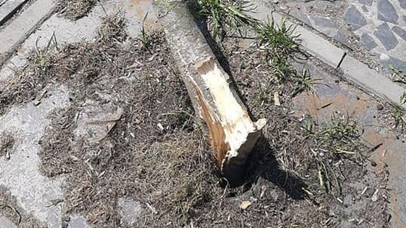 Знайшли жінку, яка знищила дерево у центрі Луцька. ВІДЕО